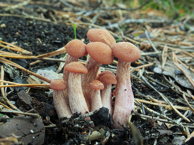 lakovka Laccaria sp.