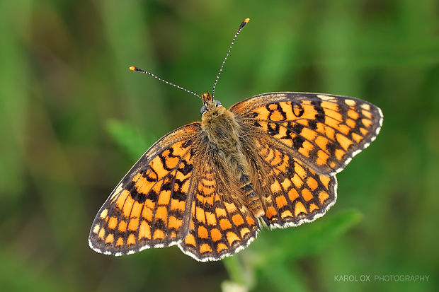 hnedáčik nevädzový Melitaea phoebe