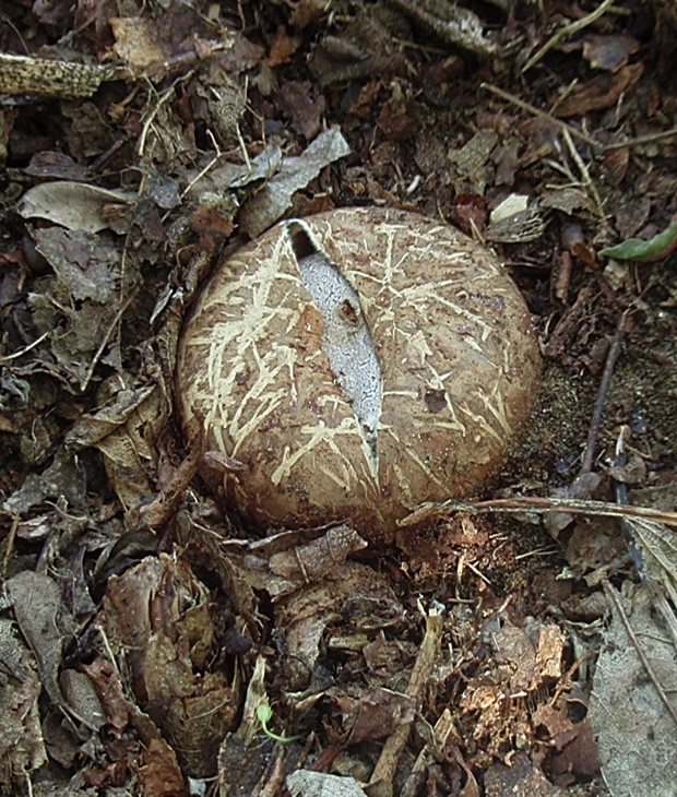 mnohokrčka dierkovaná Myriostoma coliforme (Dicks.) Corda