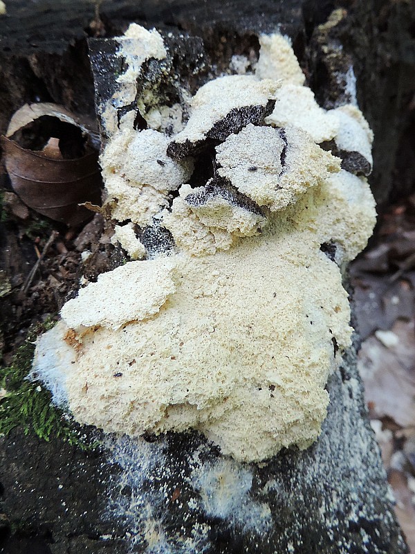 slizovka Myxomycetes