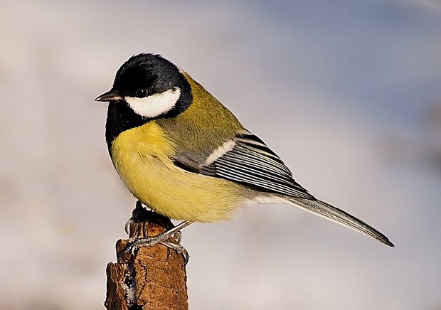 sýkorka veľká Parus major