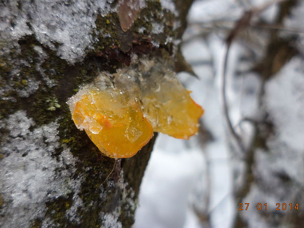 rôsolovka zlatožltá Tremella mesenterica Retz.