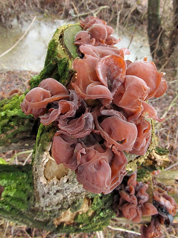 uchovec bazový Auricularia auricula-judae (Bull.) Quél.