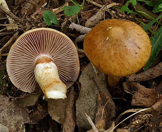 pavučinovec Cortinarius sp.