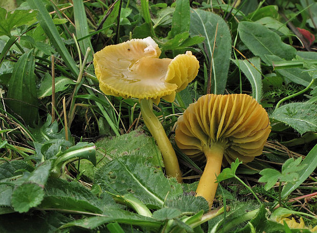 lúčnica žltozelená Gliophorus psittacinus (Schaeff.) Herink