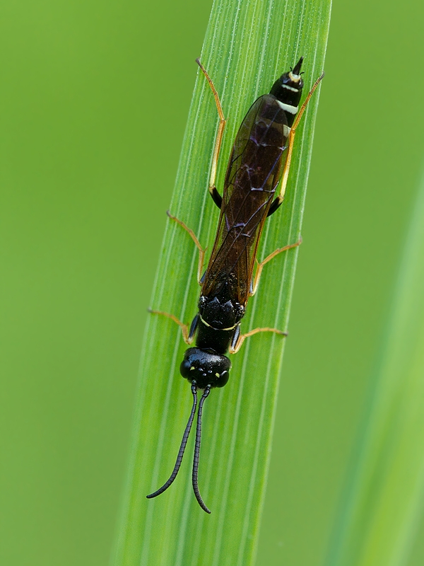 . Hartigia linearis