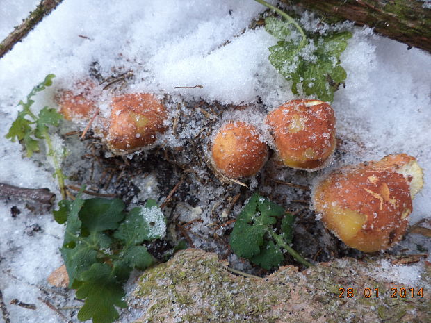 strapcovka tehlovočervená. Hypholoma lateritium (Schaeff.) P. Kumm.