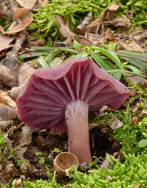 lakovka ametystová Laccaria amethystina (Huds.) Cooke