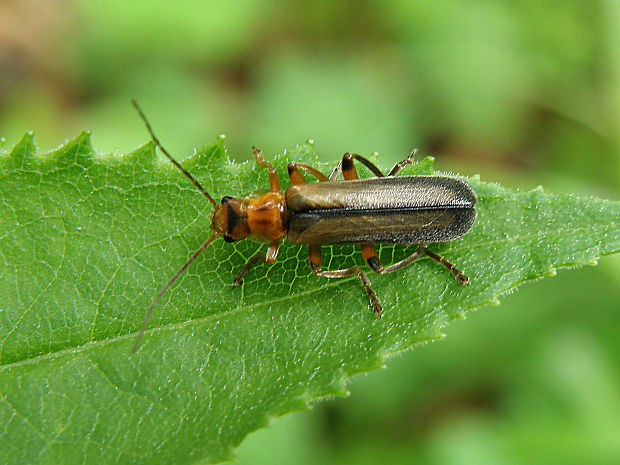 snehulčík / páteříček Metacantharis discoidea Ahrens, 1812