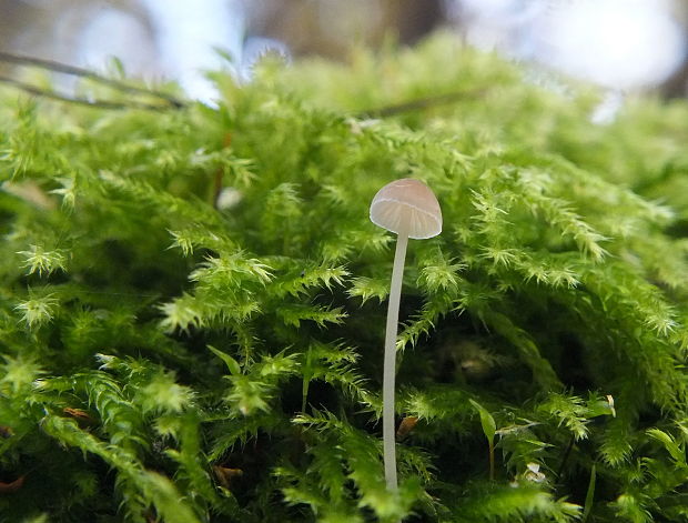 prilbička Mycena sp.