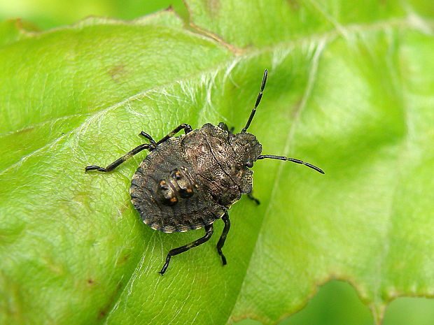 bzdocha červenonohá / kněžice rudonohá Pentatoma rufipes Linnaeus, 1758