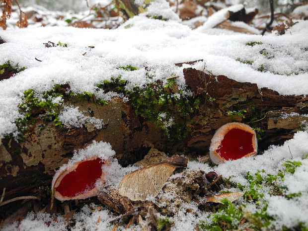 ohnivec rakúsky Sarcoscypha austriaca (Beck ex Sacc.) Boud.