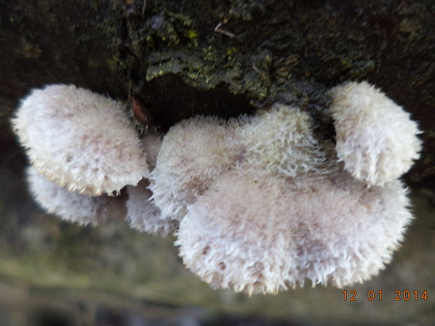 klanolupeňovka obyčajná Schizophyllum commune Fr.