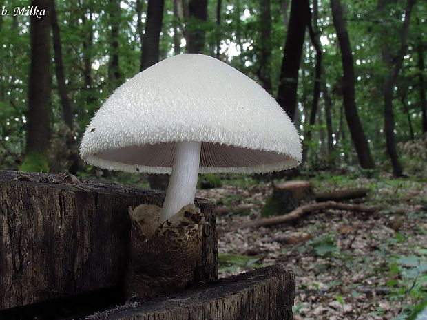 pošvovec stromový Volvariella bombycina (Schaeff.) Singer