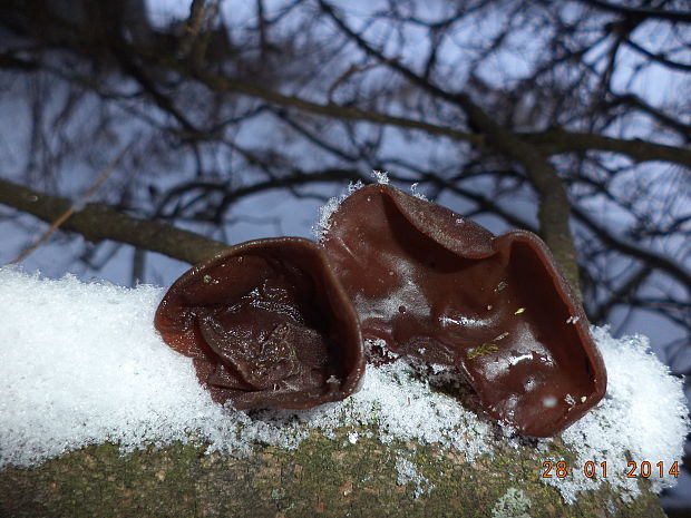 uchovec bazový Auricularia auricula-judae (Bull.) Quél.