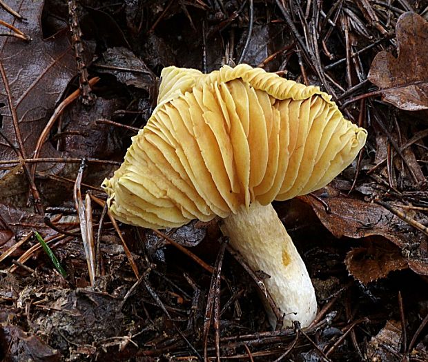 šťavnačka mrazová Hygrophorus hypothejus (Fr.) Fr.