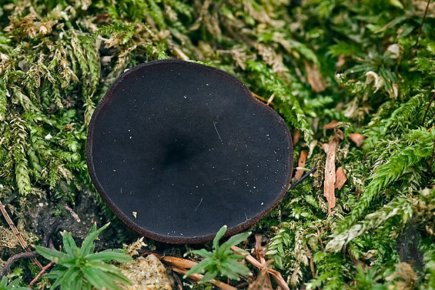 čiaška tmavomodrá Peziza saniosa Schrad.