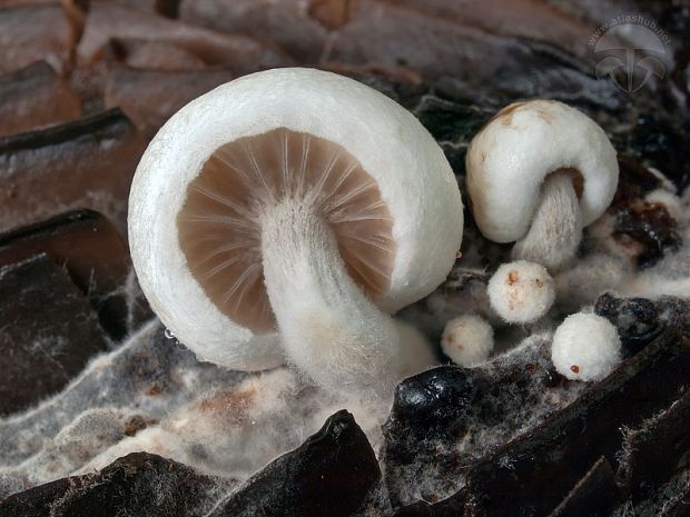 príživnica prášnicovitá Asterophora lycoperdoides (Bull.) Ditmar