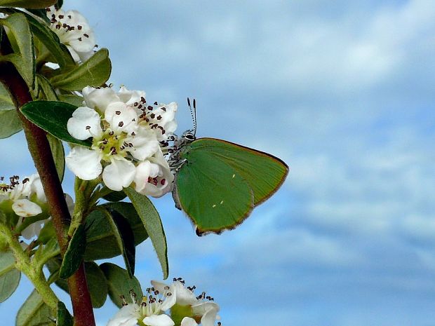 ostrôžkár černicový Callophrys rubi Linnaeus,1758