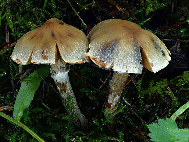 pavučinovec oddeliteľný Cortinarius separabilis Britzelm.