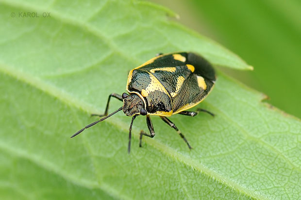 bzdocha kapustová Eurydema oleracea