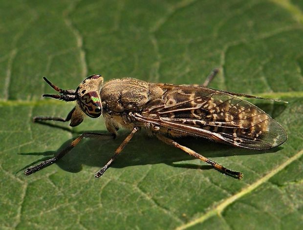 bzikavka dažďová Haematopota pluvialis ♀