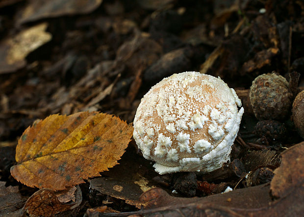 prášnica závojová Lycoperdon mammiforme Pers.