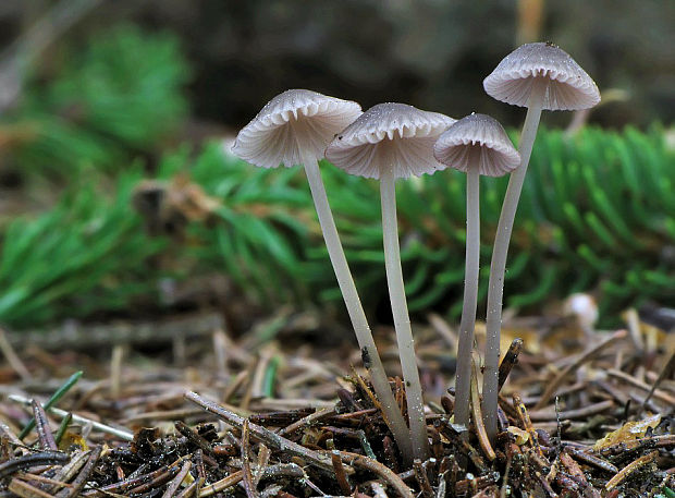 prilbička Mycena sp.