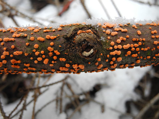 hlivka červená Nectria cinnabarina (Tode) Fr.