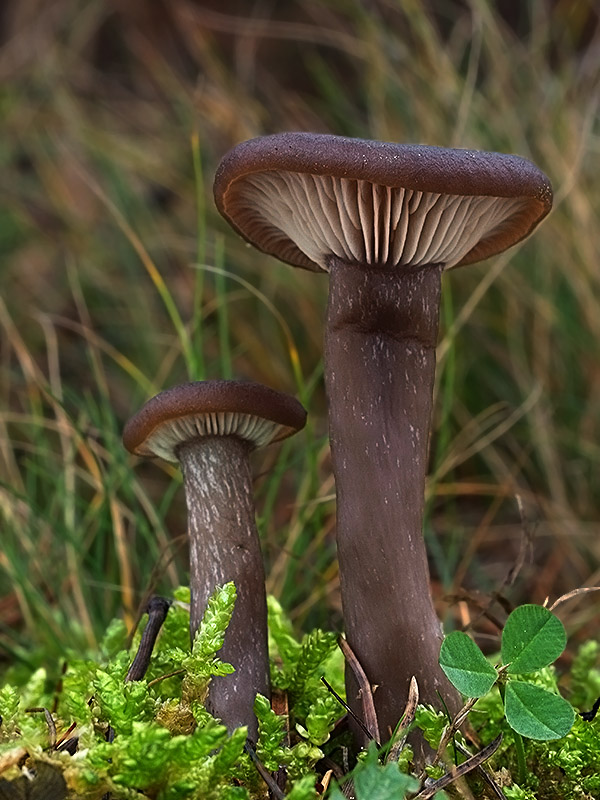 strmulica čiaškovitá Pseudoclitocybe cyathiformis (Bull.) Singer