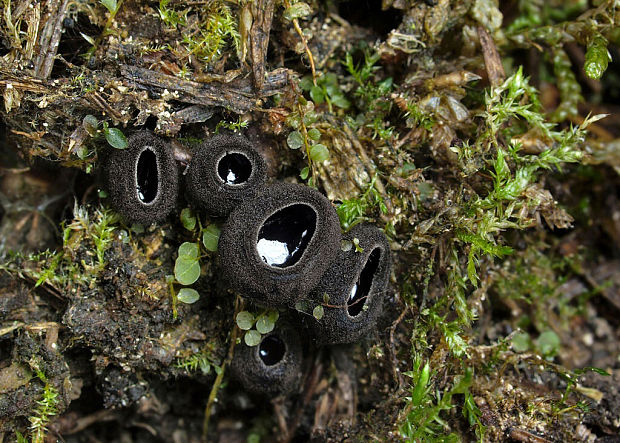 misôčka černastá Pseudoplectania nigrella (Pers.) Fuckel