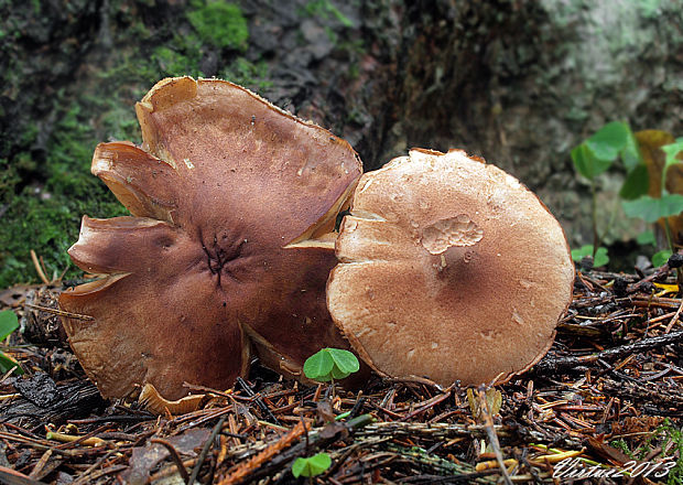 čírovka Tricholoma subfusipes Kosina & Bon