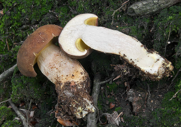 hríb príveskatý ? Butyriboletus appendiculatus (Schaeff. ex Fr.) Secr.