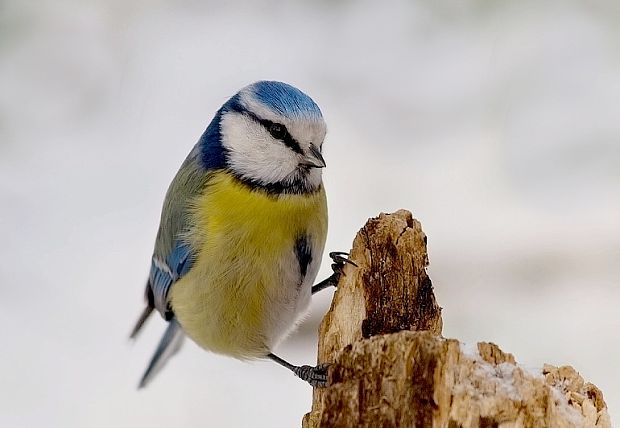 sýkorka belasá Parus caeruleus