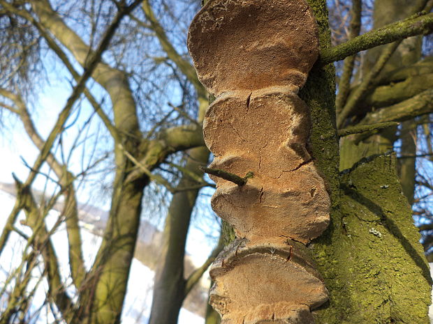 ohňovec slivkový Phellinus pomaceus (Pers.) Maire