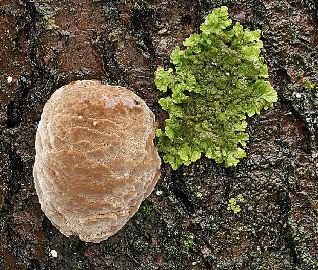 ohňovec slivkový Phellinus pomaceus (Pers.) Maire