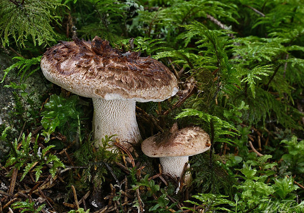 jelenkovec škridlicovitý Sarcodon imbricatus (L.) P. Karst.