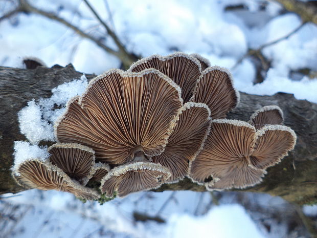 klanolupeňovka obyčajná Schizophyllum commune Fr.