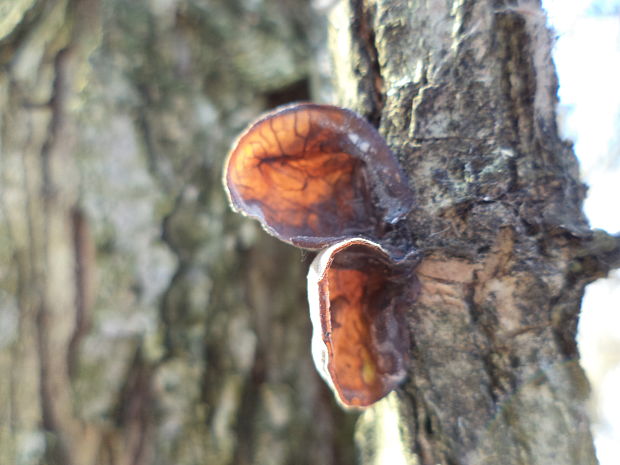 uchovec bazový Auricularia auricula-judae (Bull.) Quél.