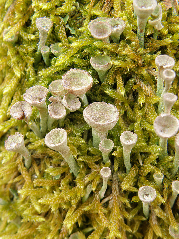 dutohlávka riasnatá  Cladonia fimbriata (L.) Fr.