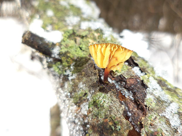 plamienka. Flammulina sp.