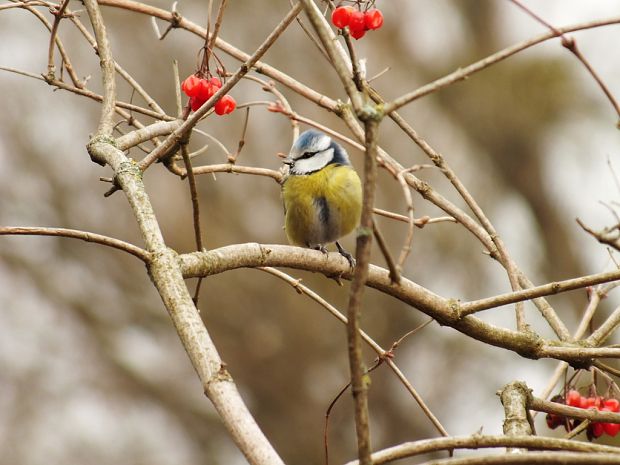 sýkorka belasá Parus caeruleus