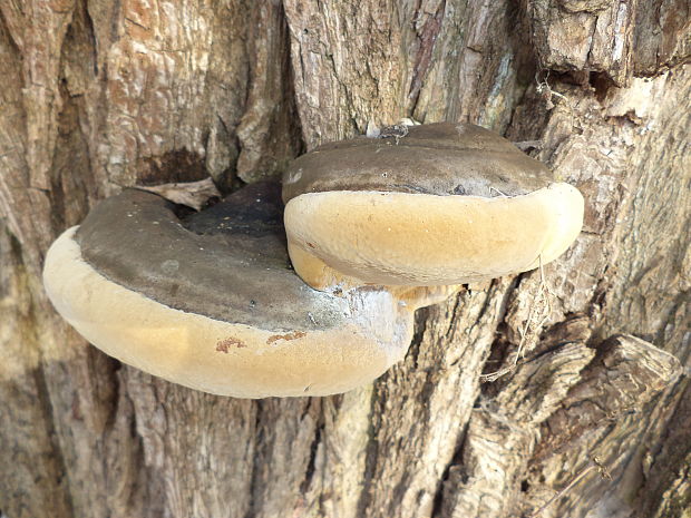 ohňovec obyčajný Phellinus igniarius (L.) Quél.