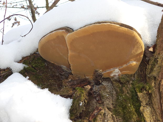 ohňovec obyčajný Phellinus igniarius (L.) Quél.