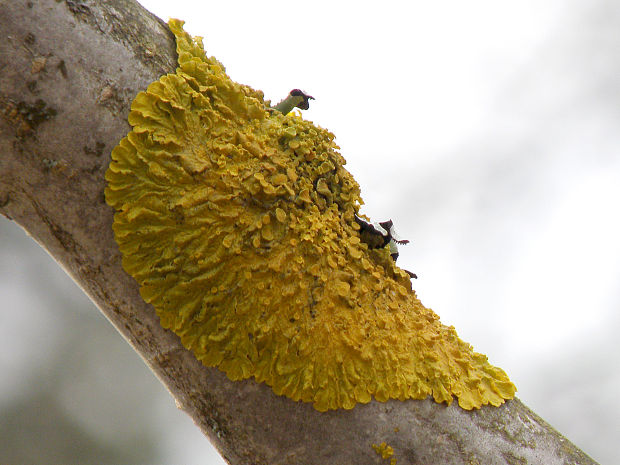 diskovník múrový Xanthoria parietina var. parietina