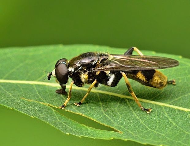 pestrica ♂ Xylota sylvarum