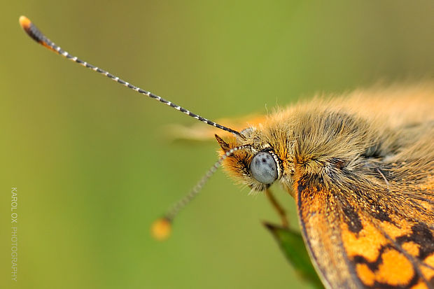 hnedáčik nevädzový Melitaea phoebe