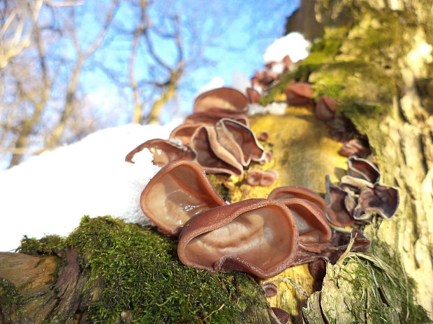 uchovec bazový Auricularia auricula-judae (Bull.) Quél.