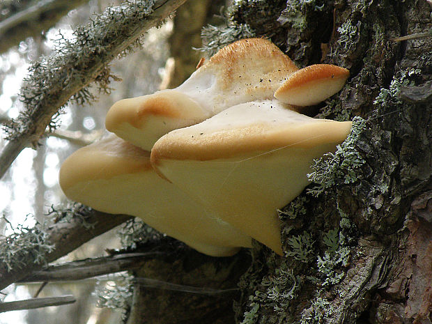 belák horský Climacocystis borealis (Fr.) Kotl. & Pouzar