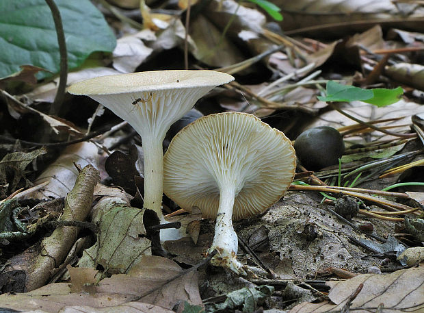 strmuľka lievikovitá Clitocybe gibba (Pers.) P. Kumm.